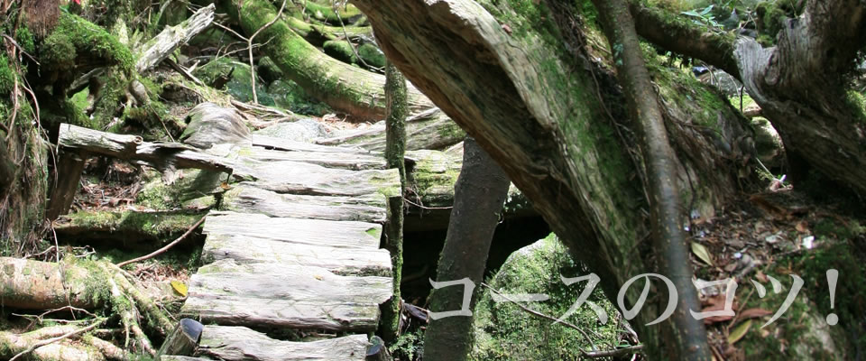 屋久島トップ