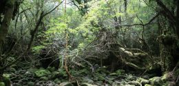 ツアー会社をかしこく利用。1日で屋久島の森と海を楽しむコース!