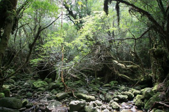 ツアー会社をかしこく利用。1日で屋久島の森と海を楽しむコース！